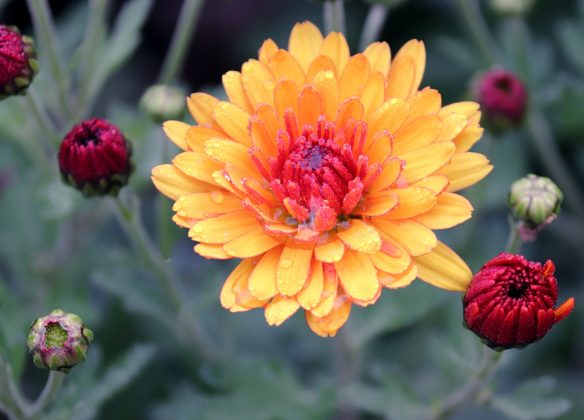 Des fleurs pour rendre hommage à la Toussaint